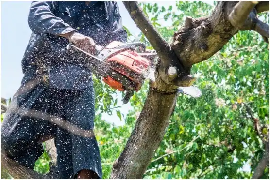 tree services Osceola